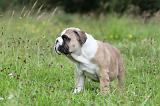 BULLDOG ANGLAIS 008